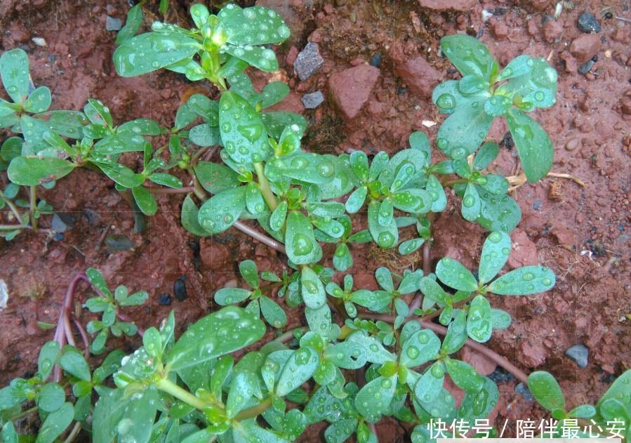  【见到】见到“它”后，只摘叶子就好了，注意别拔根，越拔越少