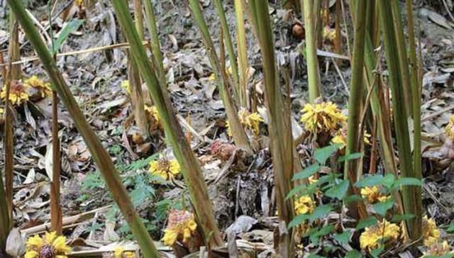 南方竹林里，有1种“草果”奇特，果子在地面，见到请爱惜