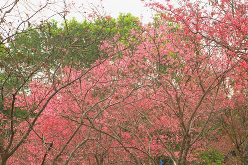 天适樱花悠乐园举行第九届樱花节，赏浪漫樱花海，观梦幻灯光节