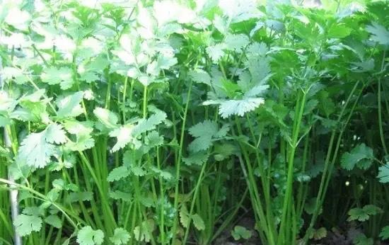  「来种菜」阳台种菜种密了,一个小窍门就能解决,还能多收获二十盆菜