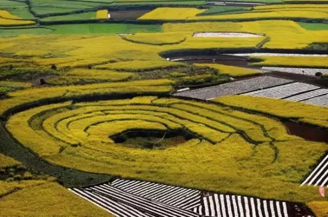 中国最美的油菜花海,油菜花逐渐“染黄”了神州大地