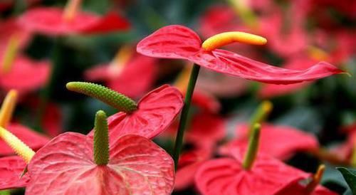 『代表着』花友选出了自己认为最美的50种花