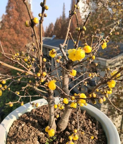  『利于开花』腊梅盆栽撸光叶子后，花苞晒太阳足了，开花满树金黄，更美更香了