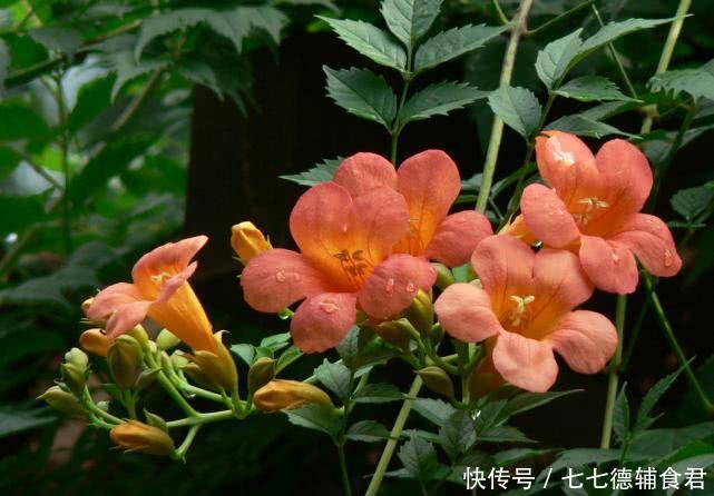  「凌霄花」凌霄花需不需要摘顶，养护凌霄花要注意什么？