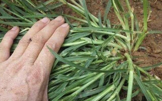  「河岸」河岸上有1种“牛筋草”，看到别踩踏，和车前草一样，价值高