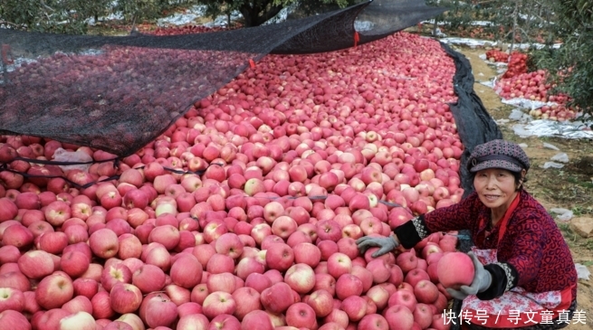  [超市]产地苹果5毛1斤卖不掉，超市零售价要5元，中间商到底赚了