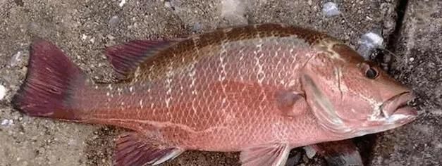  「东山叫红」46种海钓常见的鲷类鱼，最后一种高价的鱼原来也是鲷鱼，才知道
