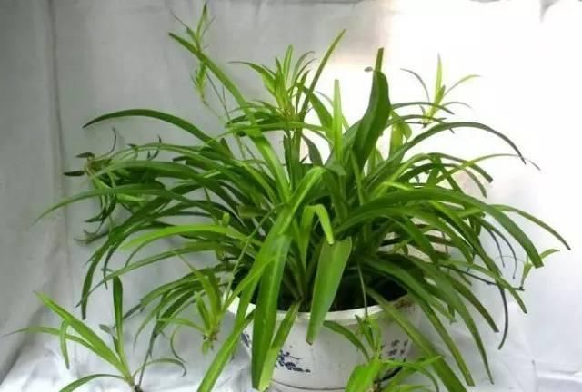 喜欢■这“4种”植物,细菌最不喜欢,好养还能净化空气,大家都在养!