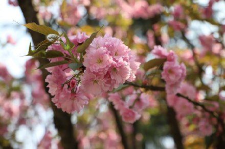  『美爆』美爆了！重庆南山植物园花开满园