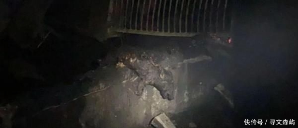  [电线短路]4000头猪一夜毙命 网友：心疼