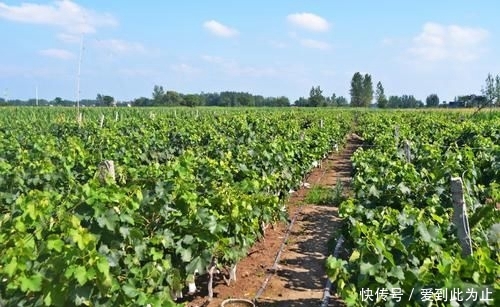  「亩葡萄」城里生意难做，农村人回老家种葡萄，当初信心满满，