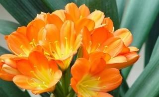  【家里】张大爷养花有秘诀，家里的君子兰根壮叶绿，蹭蹭长花箭！