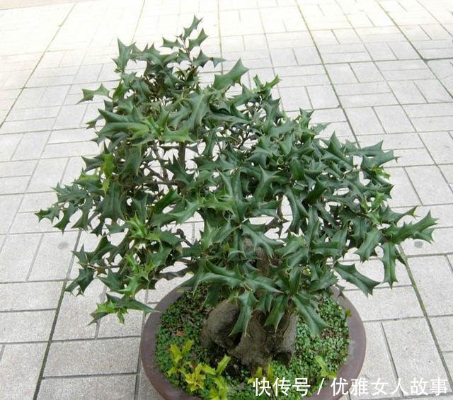 「老虎」它就是“老虎刺”,蛇见了都要躲着走,目前十分珍贵,遇见请珍惜!