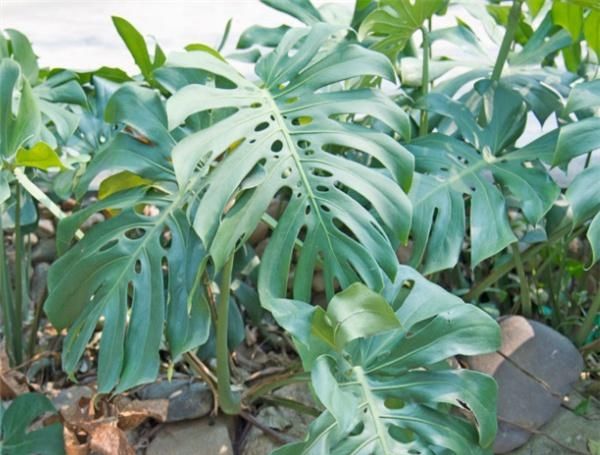  「种植」种植龟背竹以及如何照顾