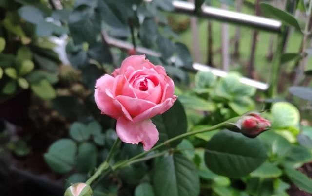  『丰花性好』狼家自育的表现到底如何，戳进来看看花友们的大实话