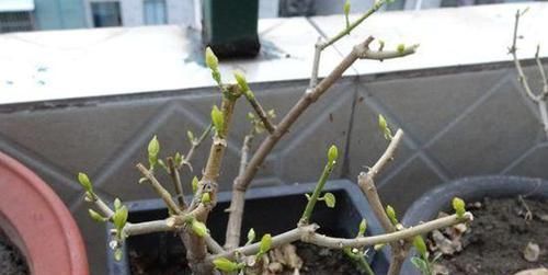 充足的地方:给这“5种”花“剪个发”,越剪越旺,比施肥还“有效”