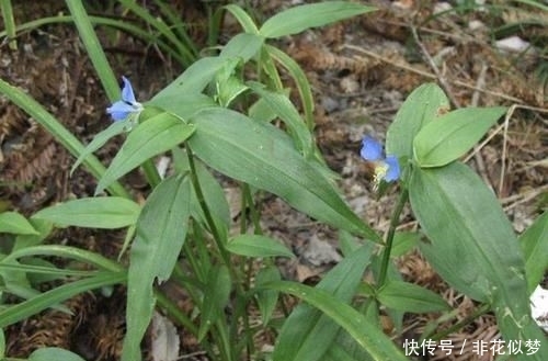 「值钱」此种“野草”不多见,被称为“鸭跖草”,珍贵、值钱,请勿忽视!