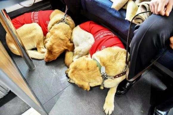 盲人夫妇携导盲犬乘高铁 列车长乘警关爱服务赢点赞