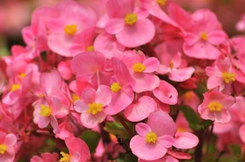  『花草』4种不能乱喷水的花草，一次就能烂叶烂根，喷完就后悔了