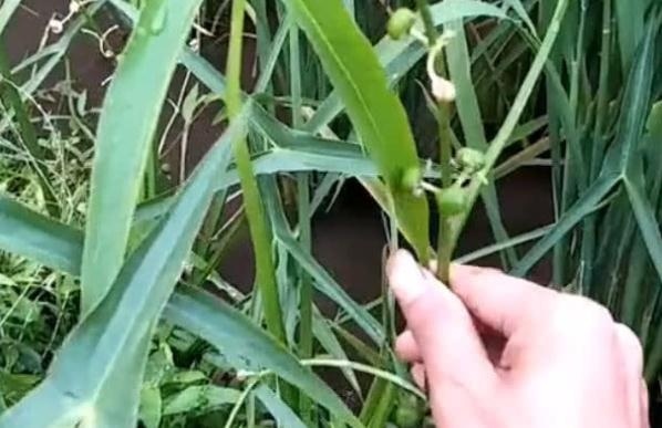 农村里非常多，农民非常讨厌的这种野草，却是一种不错的草药。