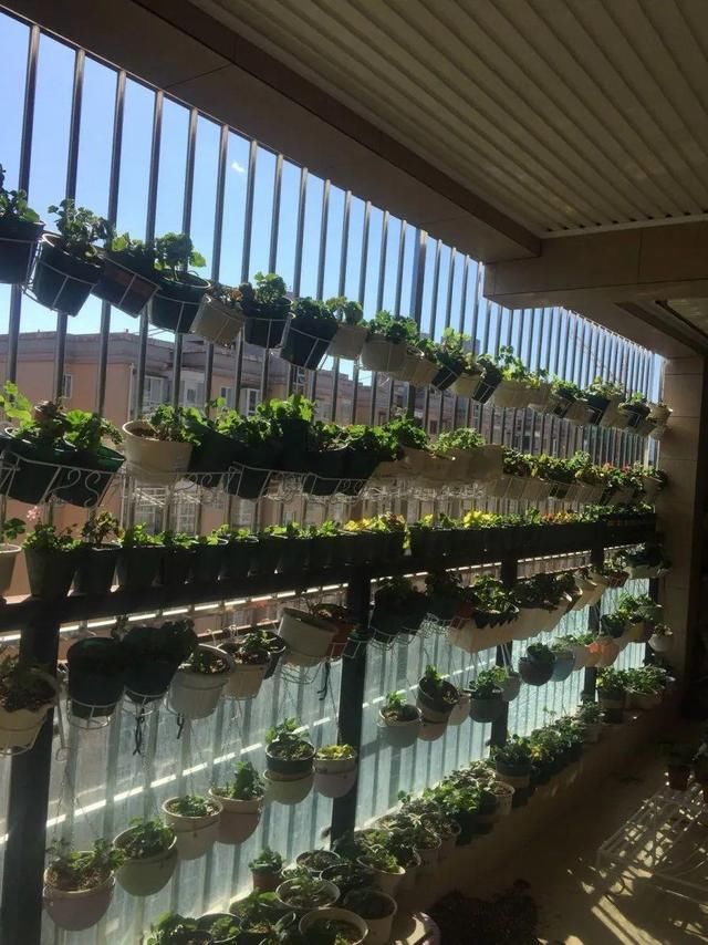  「球老师爱吃薄荷冰淇」封闭阳台养花，防盗窗有大用，1平米也能变花园！