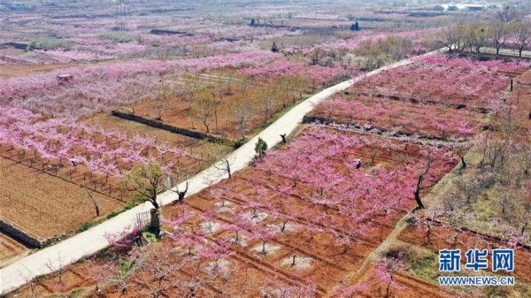  『南市仲宫街道的桃花』山东济南：万亩桃花笑春风