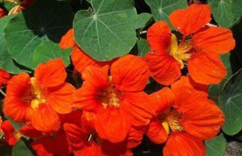  「花朵」这四款花卉好养，开花鲜艳，一开就是300多天，养在家里生机勃勃