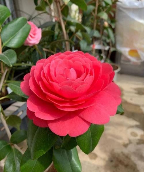 「室内」春季养山茶花,当年就能开花,了解这3点在入手,避免养不活