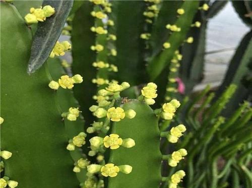  龙骨花：龙骨会开花吗？为什么我养护好几年的龙骨不开花，怎么让龙骨开花