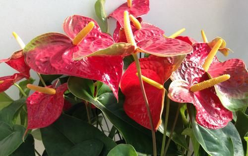 「花箭」红掌爱吃大骨头,给它喂一点,花箭蹭蹭窜,开花红艳艳!