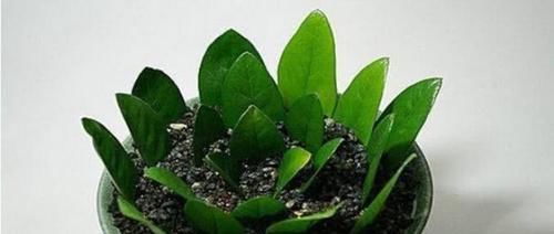  『剪根』4种“花”不用买，剪根枝条“扔盆里”，半月冒出大白根，真省钱