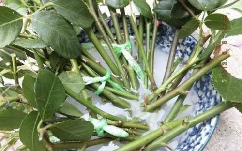  『万能』养花“万能水”有2种，花卉枝条“沾2滴”，根系一直冒，长得快