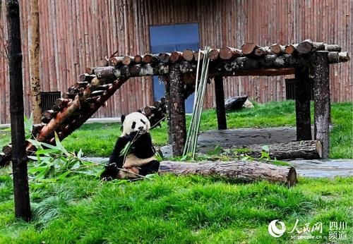 九寨沟县甲勿海大熊猫保护研究园开园 四只大熊猫与游客见面