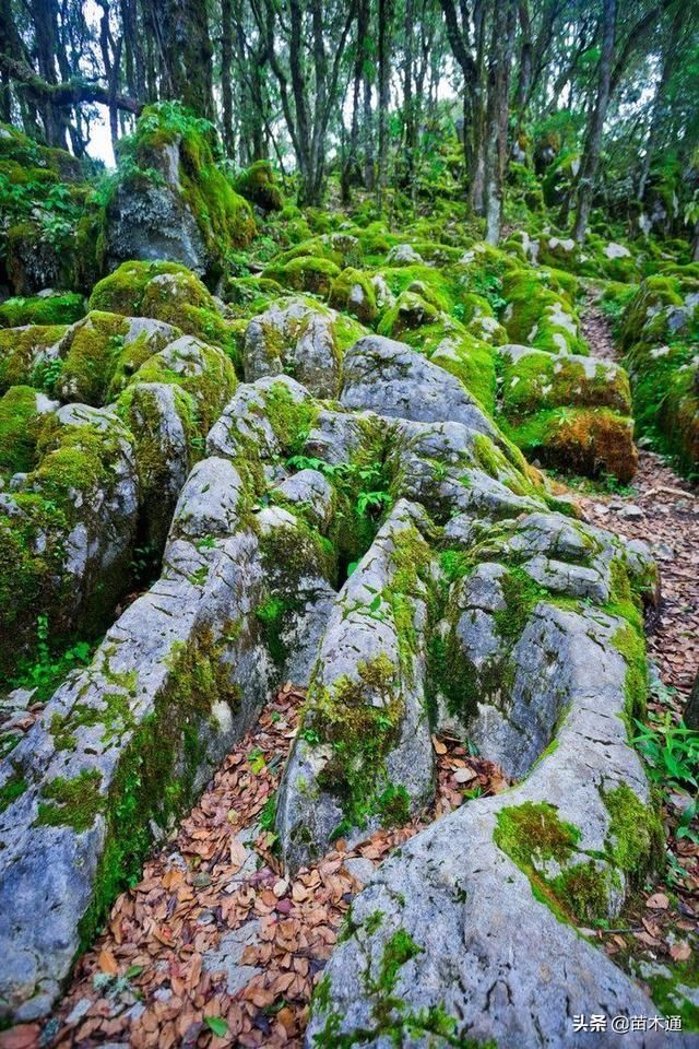 罕见! 被称为“神仙的居所”, 四川发现国内面积最大的绿石林!