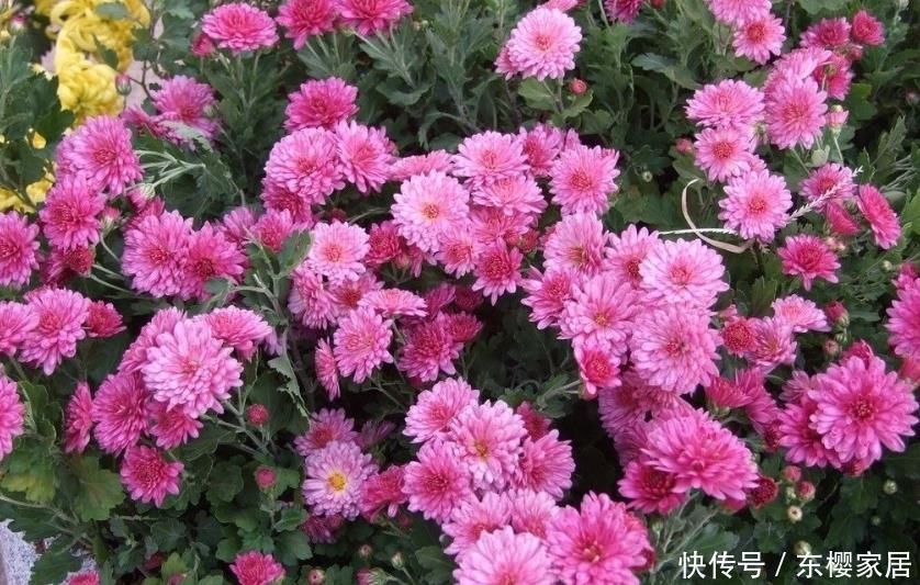 「妖娆」喜欢在家中养护花卉,就养5种丰腴妖娆的花卉,花色艳丽又多样!