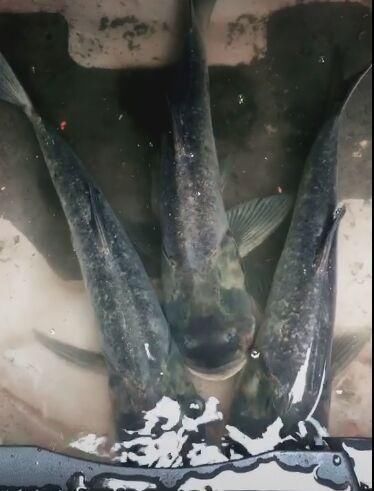 小明|男子钓鱼回到家,然后让妻子去车里拿鱼,妻子打开后备箱顿时怒了