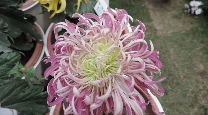  托桂：喜欢菊花，不如养盆“菊中珍品”紫红托桂，花开似蟹爪，清秀迷人