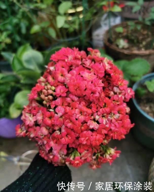 「种花」9种花,不能多浇水,水一多就烂根