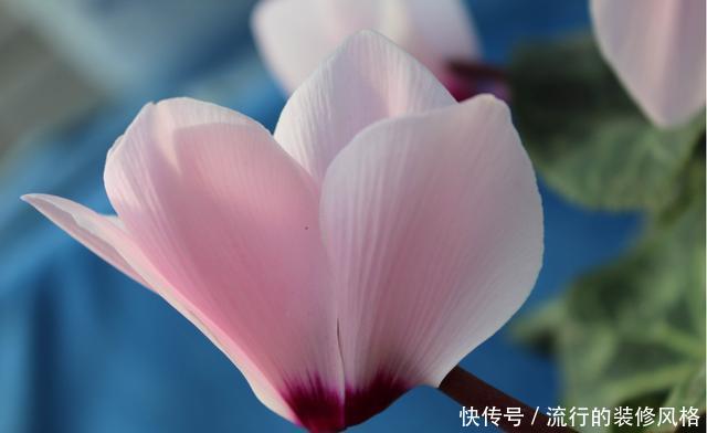  富贵■3种花适合家养，开花量多爆盆简单，富贵招财满屋飘香，谁养谁爱
