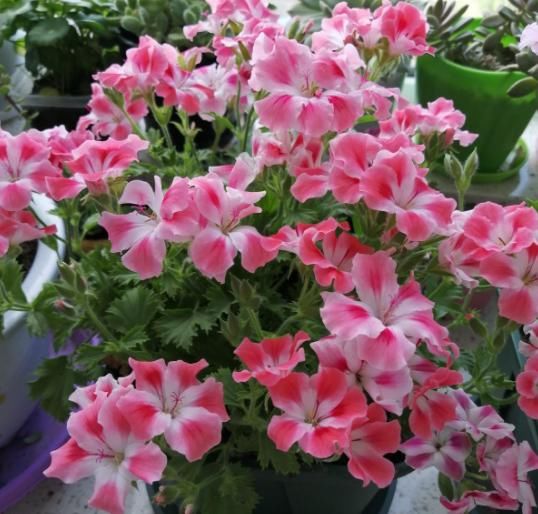  【春天】春天养这花，扦插一定要趁早，晚了活不过夏天