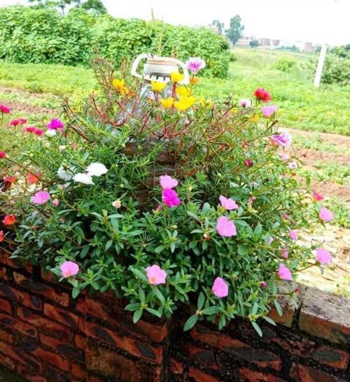 『花柱』把花插在油桶里,疯狂晒7天,开成大花柱!
