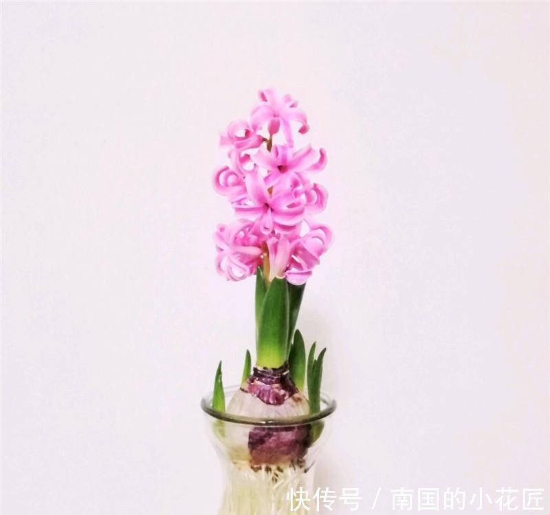  『试试』风信子：1个球，2花剑，一长一短，试试“趋光引诱法”！