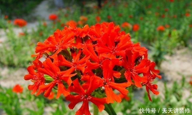 「家里」家里养花就养盆它,开花量大爆盆简单,颜色鲜艳寓意好,好养易活