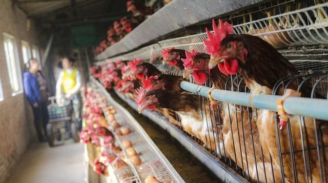  金钱龟@这三个养殖项目，有钱也不要投资，否则哭都没地哭