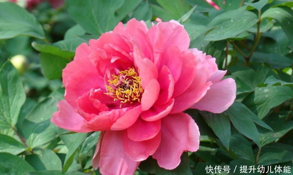 【土里】生活喜欢的2种高价花来说,只要折根5cm的的根插土里就能生根