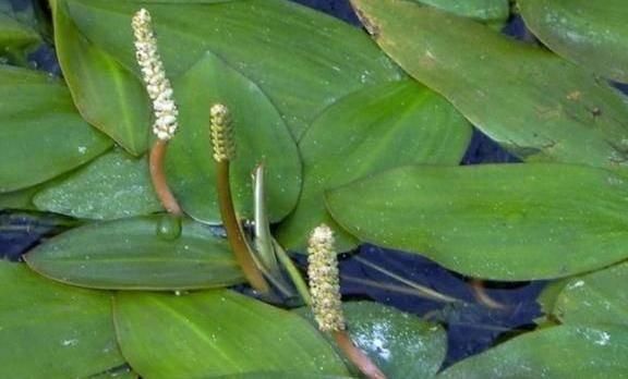  水里■农村水里常见的“眼子菜”，农民用它降火，到城里城里被