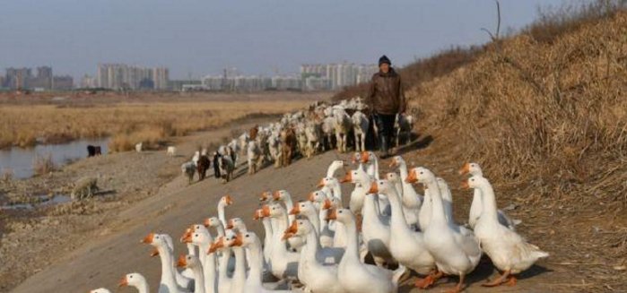  [留守]在未来几年的农村，留守的势必是这些人群，别不信