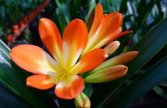 #艳丽#喜欢在家中养护漂亮花卉,就选择花色丰富多样,艳丽漂亮的花卉