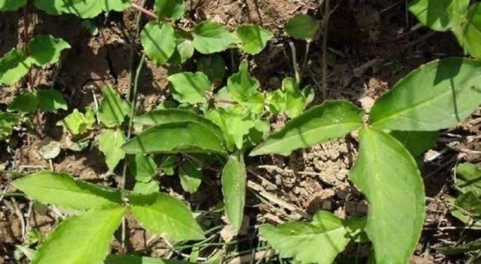 当年被农村人唾弃的野草，如今城市里价格飞涨，几十元一斤