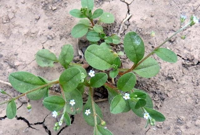 它趴地生长，人称附地菜，农村用它喂猪，能治风热牙痛，认识吗？